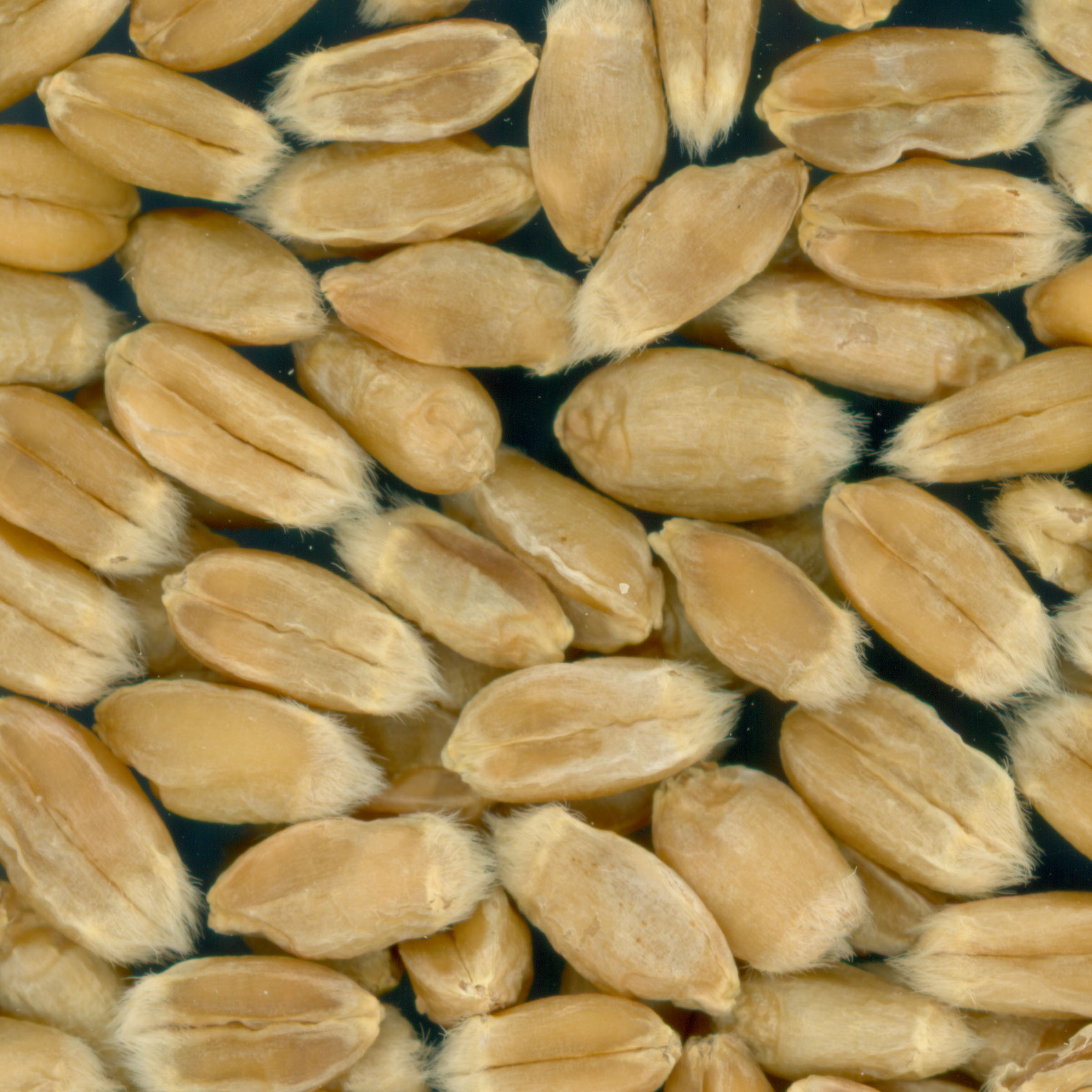 KERNELS